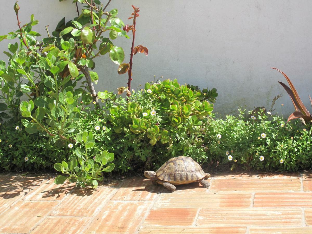 Casa Dos Cactos Hotel Vila Nova de Milfontes Bagian luar foto