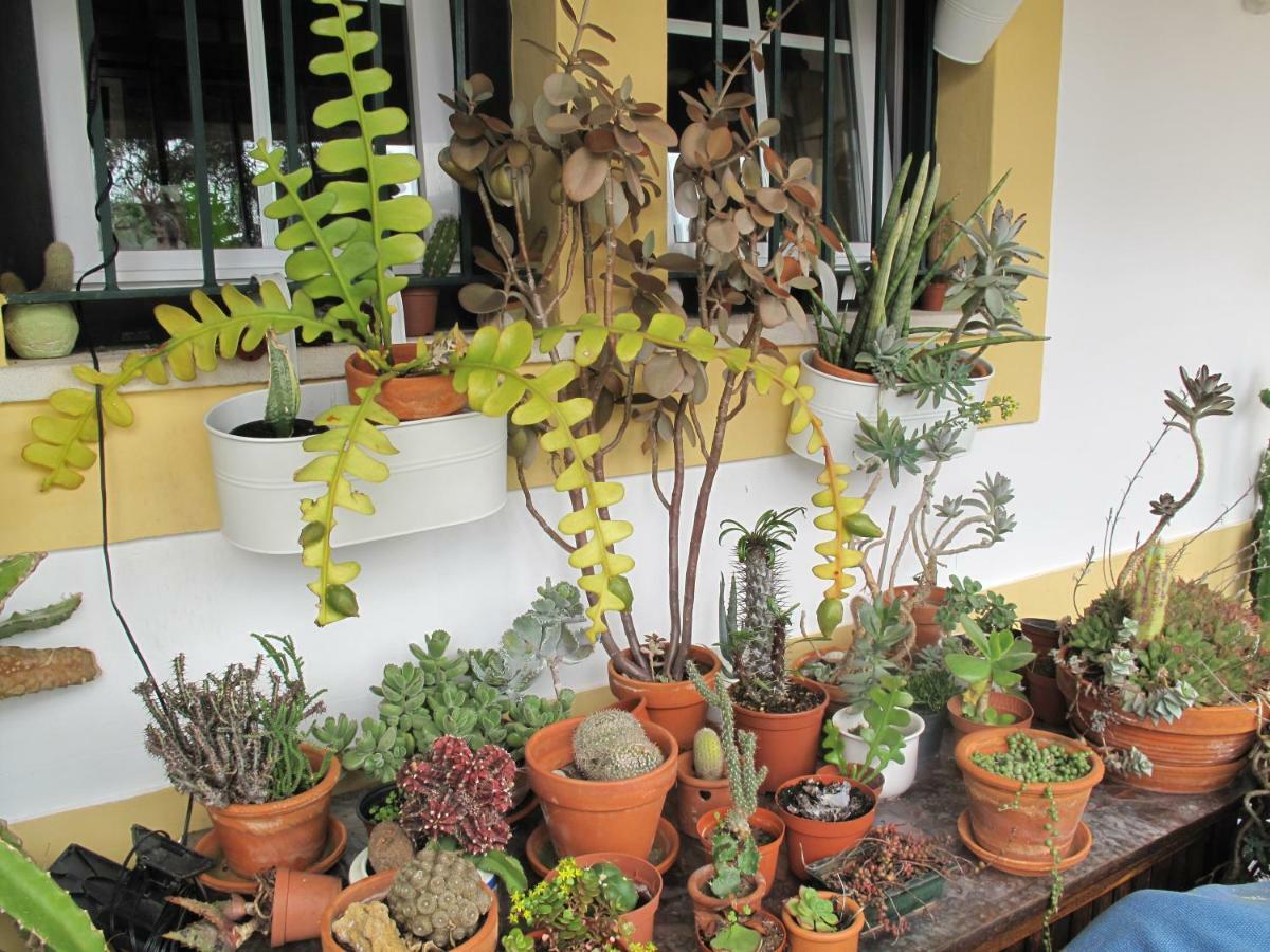 Casa Dos Cactos Hotel Vila Nova de Milfontes Bagian luar foto